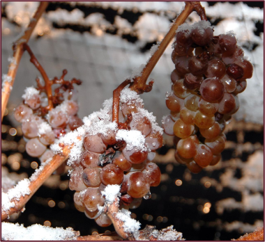Ice wine grapes frozen on the vine. Photo credit: Wikipedia