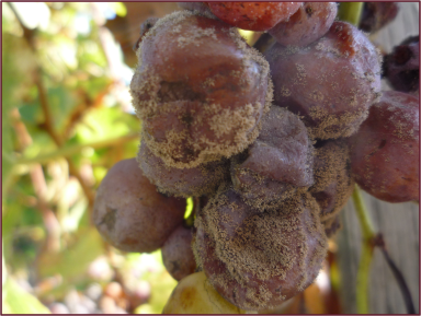 Botrytis cinerea on Semillon grapes. Photo credit: Wikipedia