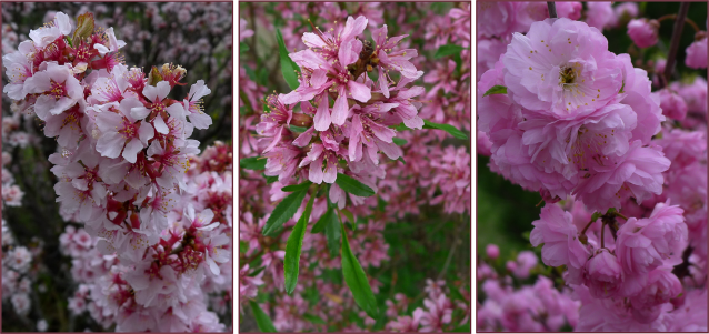 Despite their similar appearance when seen from a distance, these three shrubs have very different blossoms. Left – Prunus tomentosa. Middle – Prunus tenella. Right – Prunus triloba multiplex.  Photos: Sue Gaviller