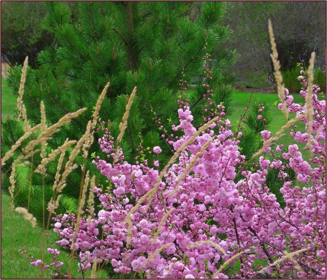 A naturalistic planting of grasses, pine and double flowering plum in a local park.  Photo:Sue Gaviller