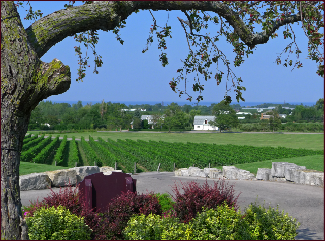 View overlooking the vineyard at Peninsula Ridge. Photo: Sue Gaviller