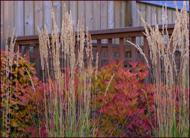 Calamagrostis 'Avalanche' beautifully complements Cotoneaster (left) and Viburnum trilobum 'Bailey Compact' (middle. Photo: Sue Gaviller