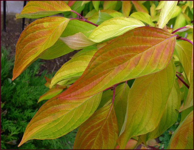 Cornus alba 'Aurea' fall foliage.