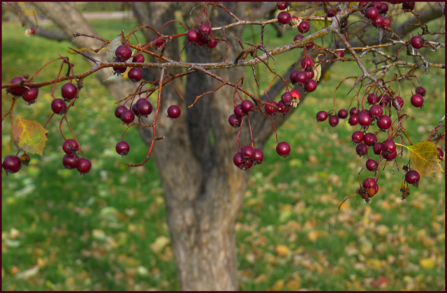 The berries of Crataegus sp. are quite decorative. Photo: Sue Gaviller