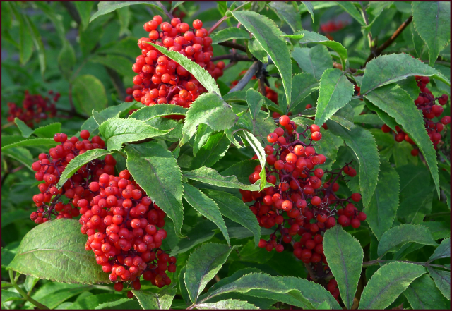 Sambucus racemosa berries.
