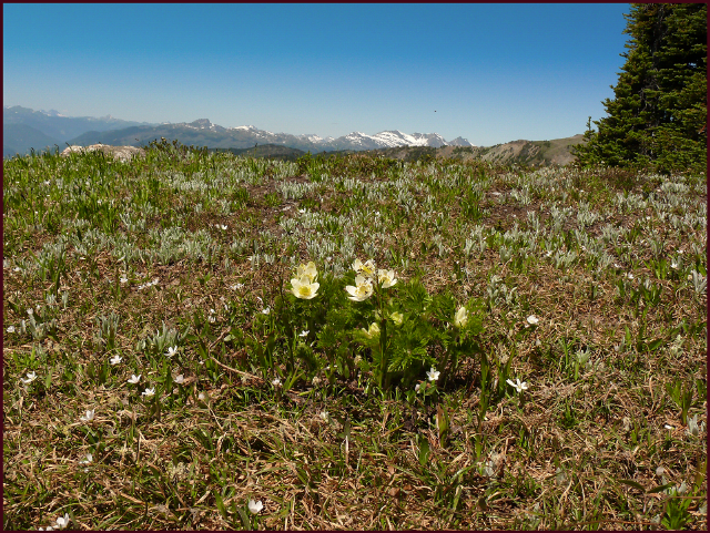 Alpine meadows are a classic example of plants intermingling in nature. Here one lone Anemone occidentalis blooms alongside Claytonia lanceolata and emerging Antennaria lanata foliage.Photo: Pat Gaviller