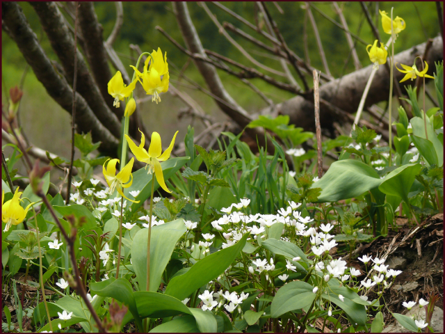 Zoomed in further ones sees that Claytonia lanceolata grows amongst the Erythronium grandiflorum. Photo: Pat Gaviller